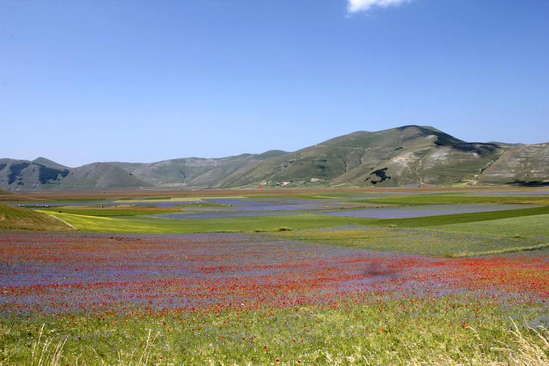 Fioritura delle Lenticchie a Castelluccio