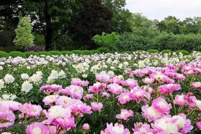 Fioritura delle Peonie nella Tuscia