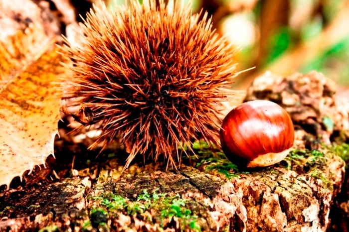 Festa delle Castagne nella Tuscia